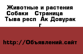 Животные и растения Собаки - Страница 11 . Тыва респ.,Ак-Довурак г.